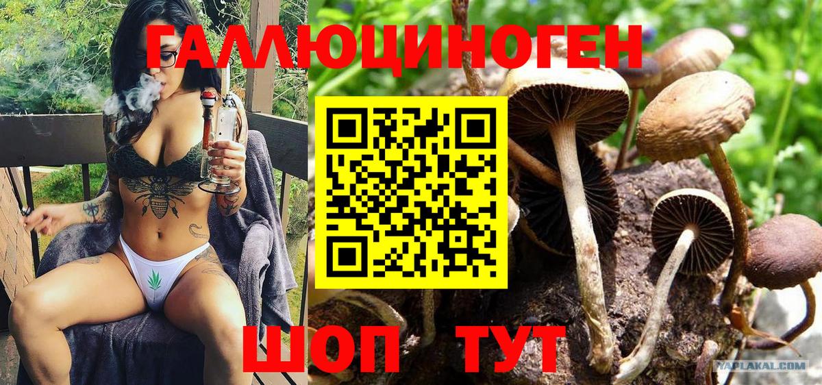 Галлюциногенные грибы Psilocybe Черногорск